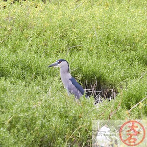 IMG_4096Waterbirds (& Chickens) of Hamakua