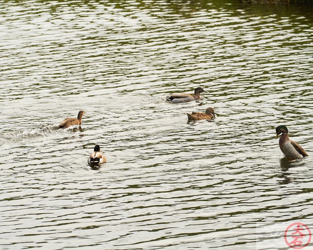 IMG_4161ducks