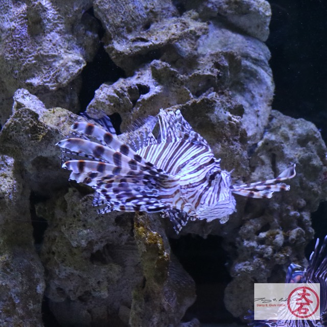 Lionfish