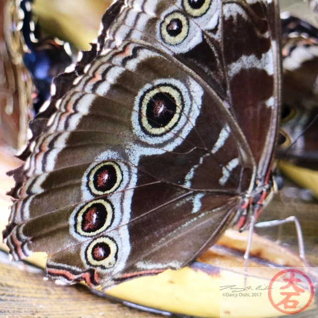 IMG_6975Papilio closeup