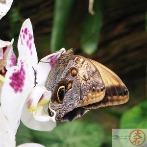 IMG_6986Butterfly UFL3