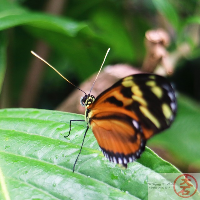 IMG_6995Butterfly UFL4