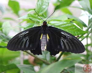 IMG_7027Butterfly UFL7