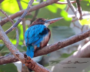 Kingfisher