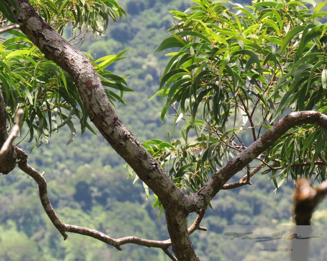 Koa