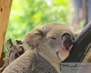 Koala 4