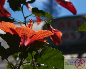 Lanai City IMG_1568