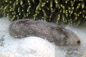 Leopard Cucumber, Bohadschia argus 2