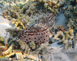 Leopard Cucumber, Bohadschia argus 1