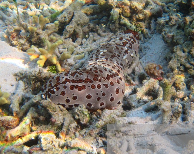Leopard Cucumber, Bohadschia argus 1