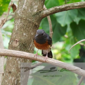 Male White-Rumped Shama 3