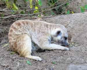 Meerkat 3