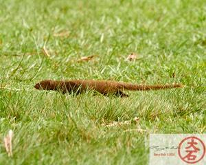 Mongoose IMG_4273