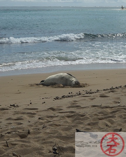 Monk seal in Haaula 4Custom Name