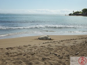 Monk seal in Haula