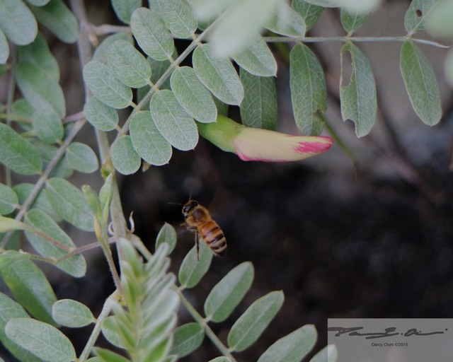 Ohai and bee 9