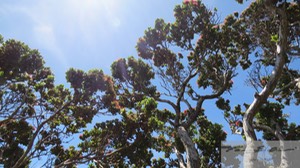 Ohia in sunlight