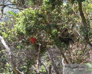 Ohia Lehua 1