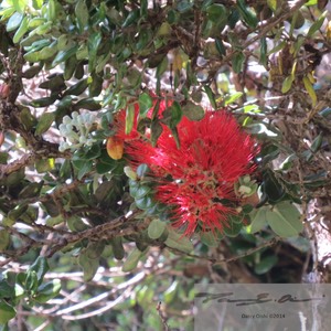 Ohia Lehua 2