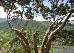 Ohia Lehua