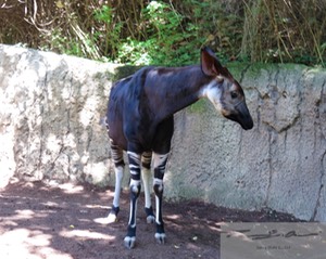 Okapi 4