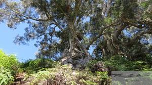 old trees