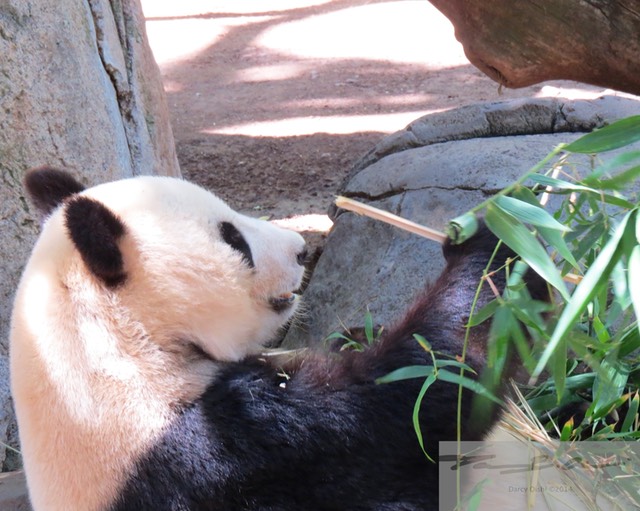 Panda 14