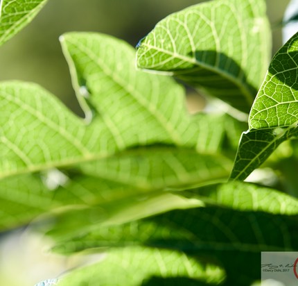 Papaya leaves