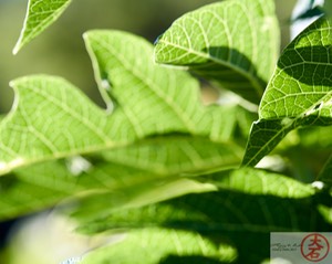 Papaya leaves