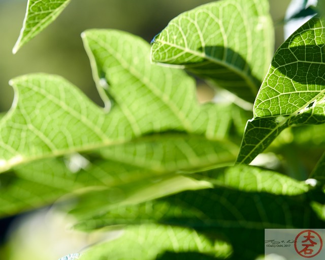 Papaya leaves