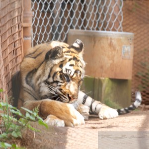 Sumatran tiger 3