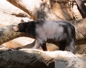 Sun Bear 10