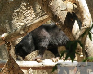 Sun Bear 17