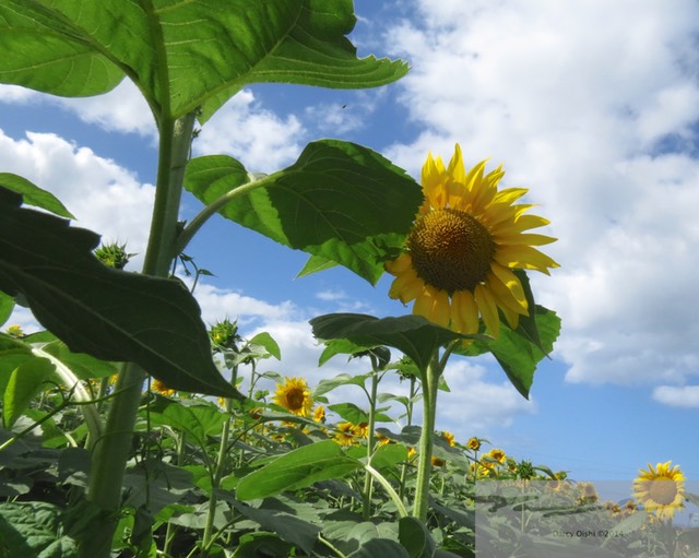 Sunflowers 15