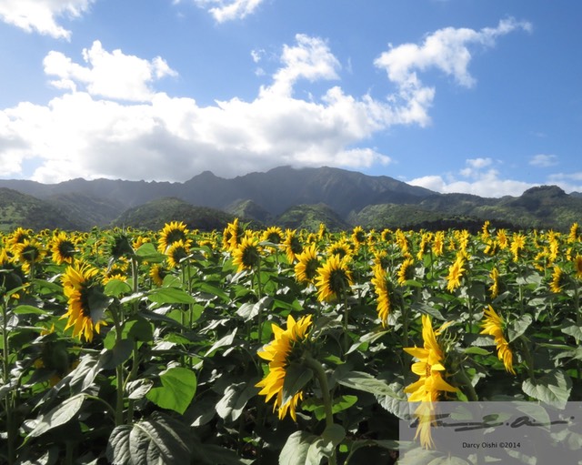 Sunflowers 1