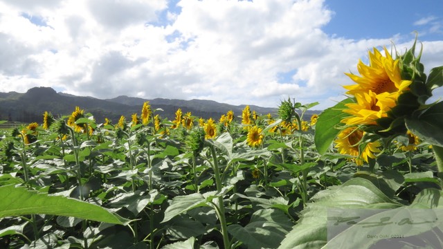 Sunflowers 20