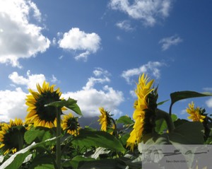 Sunflowers 2