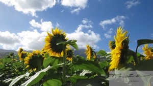 Sunflowers 3