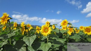 Sunflowers 4