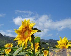 Sunflowers 6