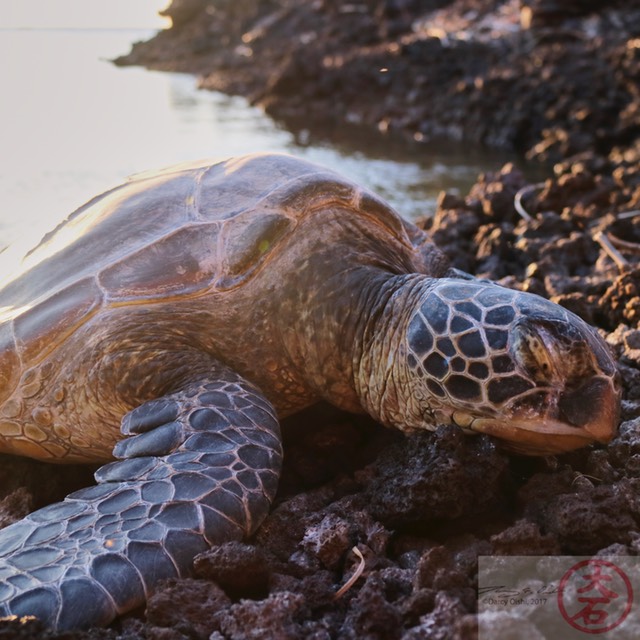 Sunset Glow- Waikoloa Beach 5