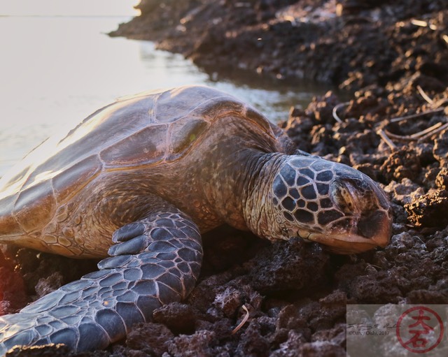 Sunset Glow- Waikoloa Beach