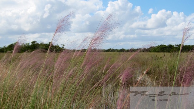 The Sea of Grass