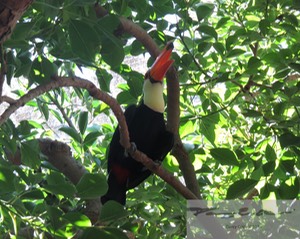 Toucan 1