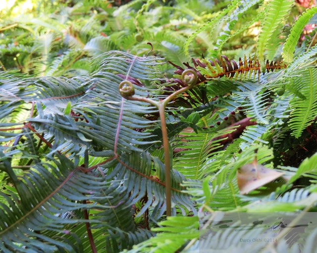 Unfurling Frond