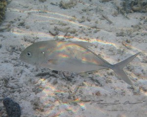 white ulua