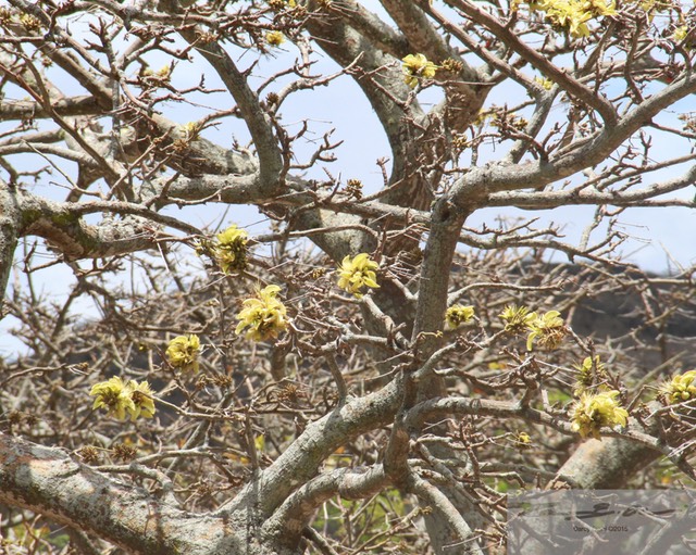 Wiliwili at Koko Crater 3