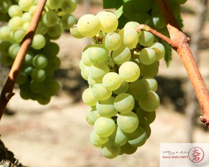 Wine Grapes-7210