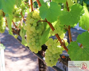 Wine Grapes-7216