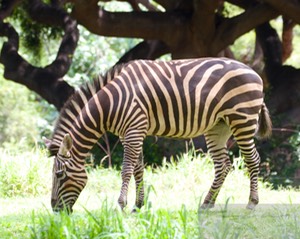 Zebra 1